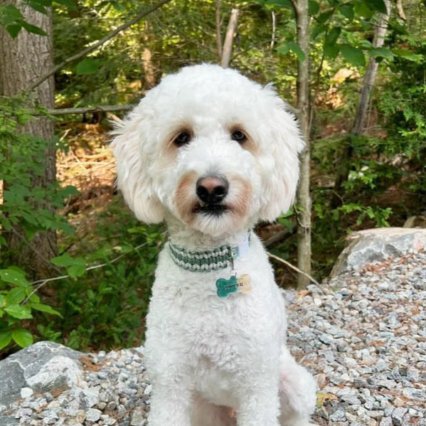 Collier mystique canin
