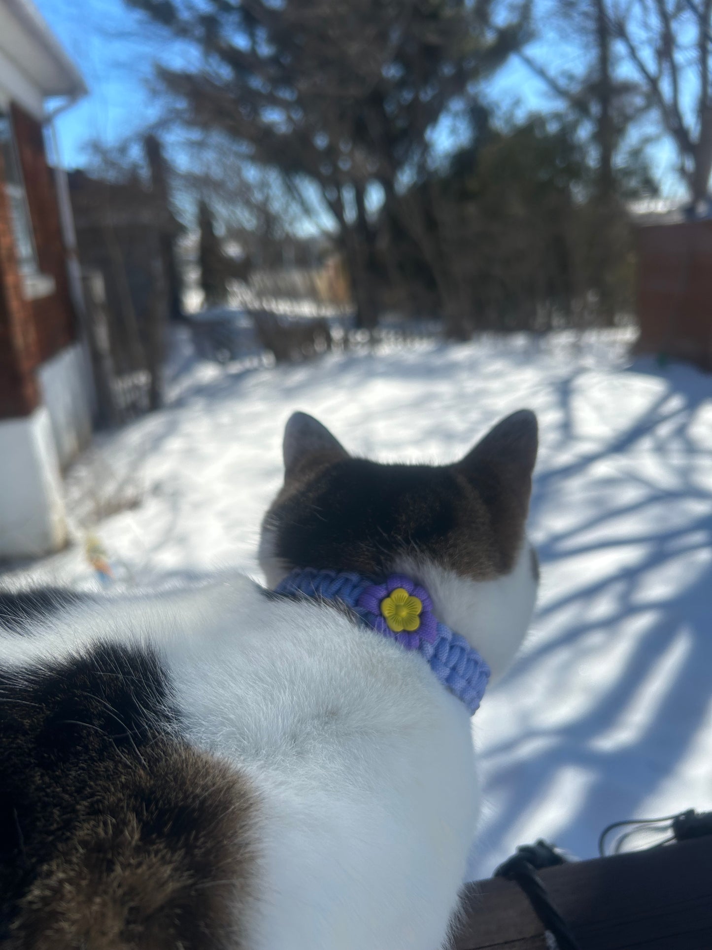 Collier floral kitty