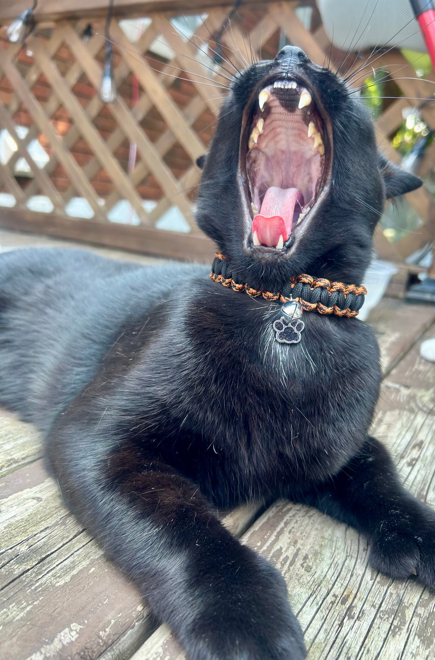 Collier Jungle king