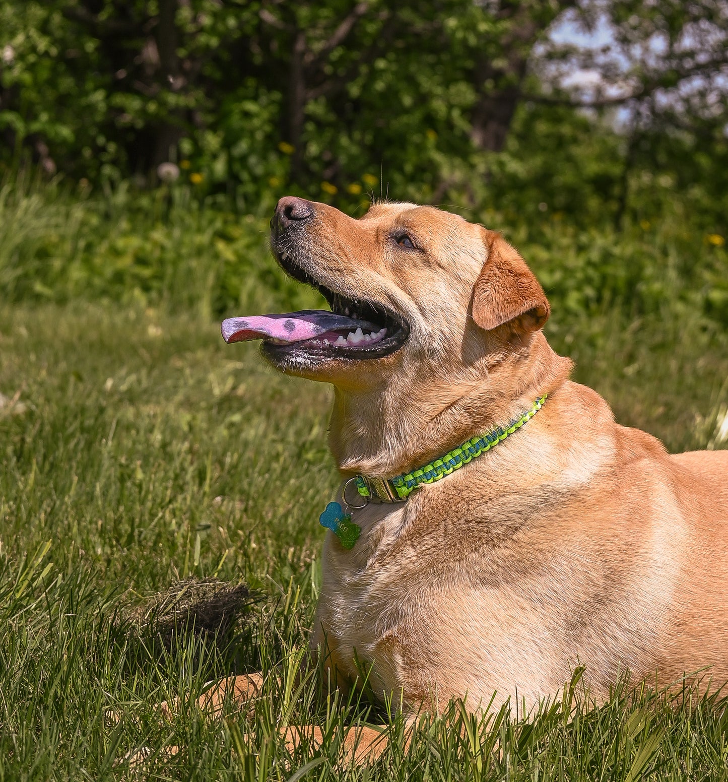 Collier élégant canin