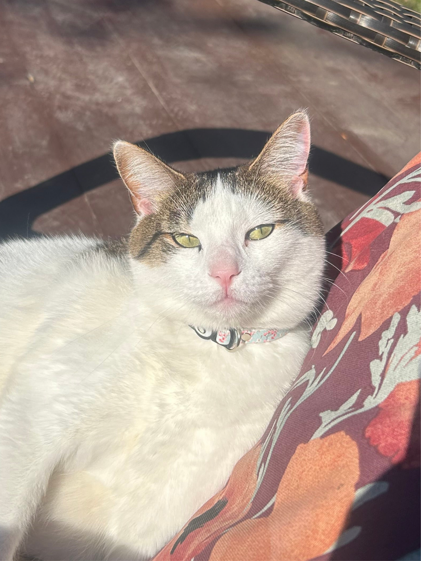 Collier Blossom cat