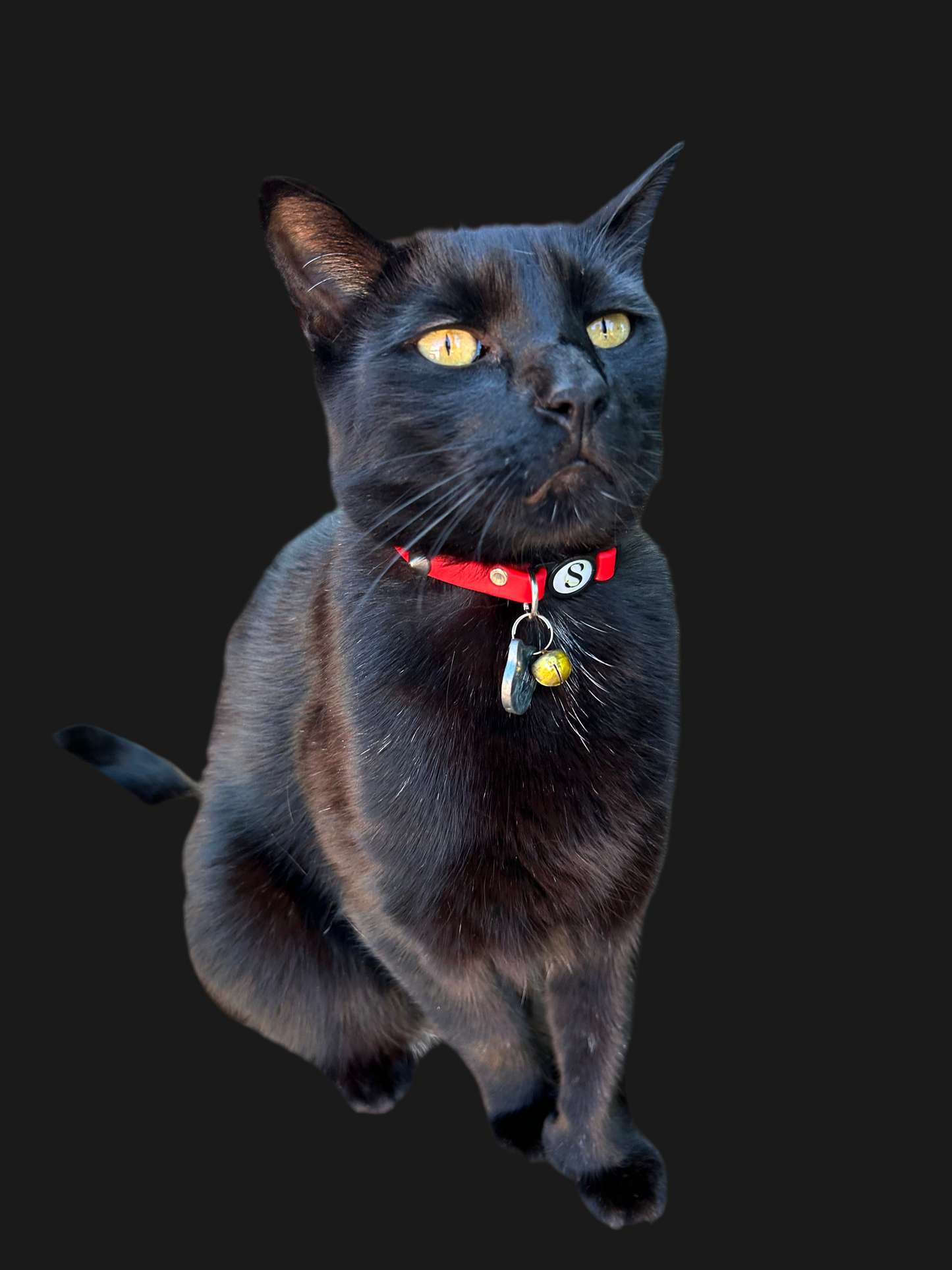 Collier Badass cat