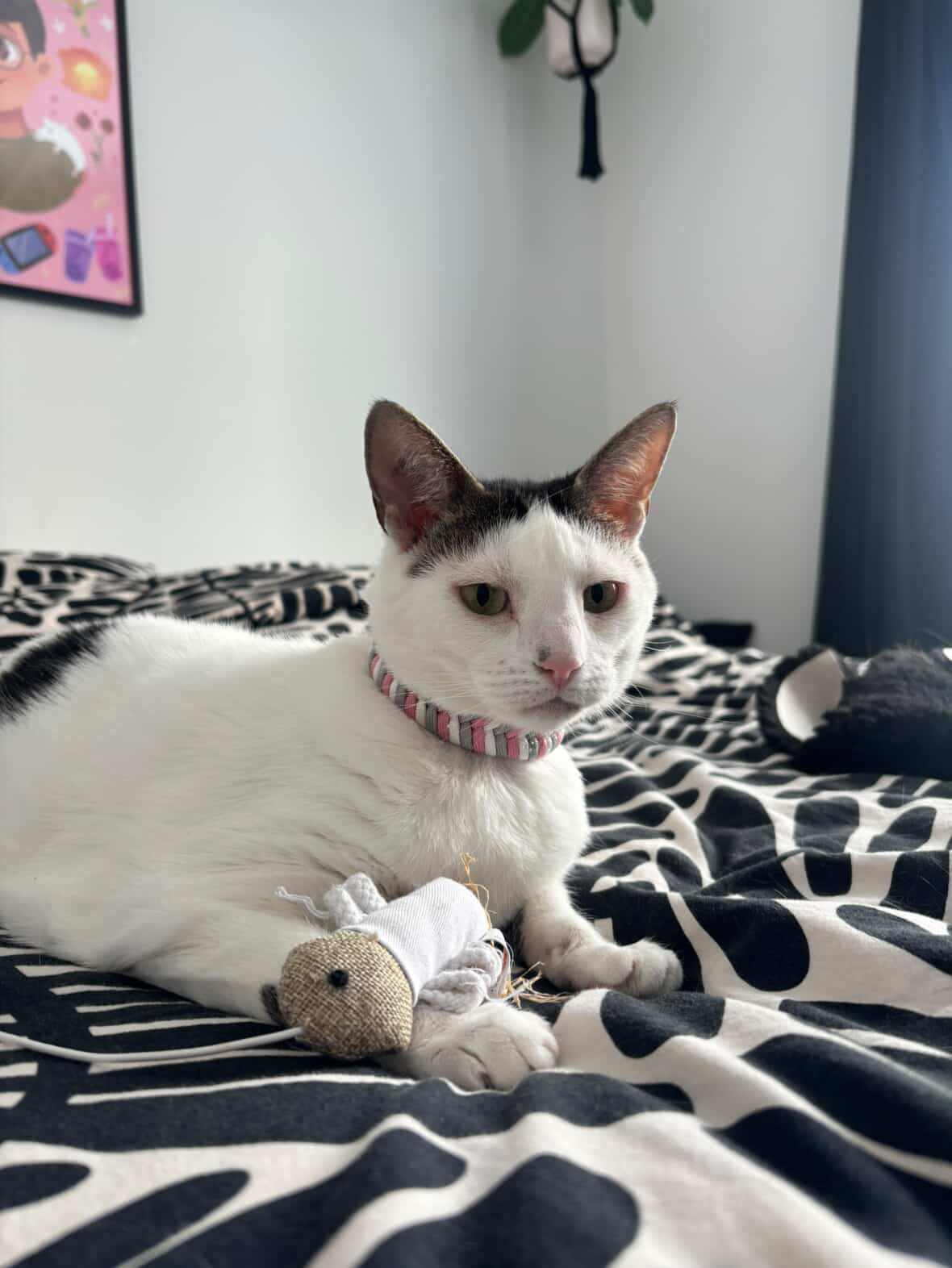Le collier de Lulu