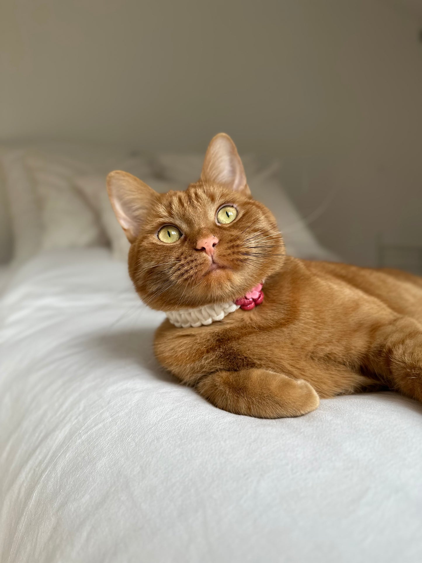 Collier floral kitty