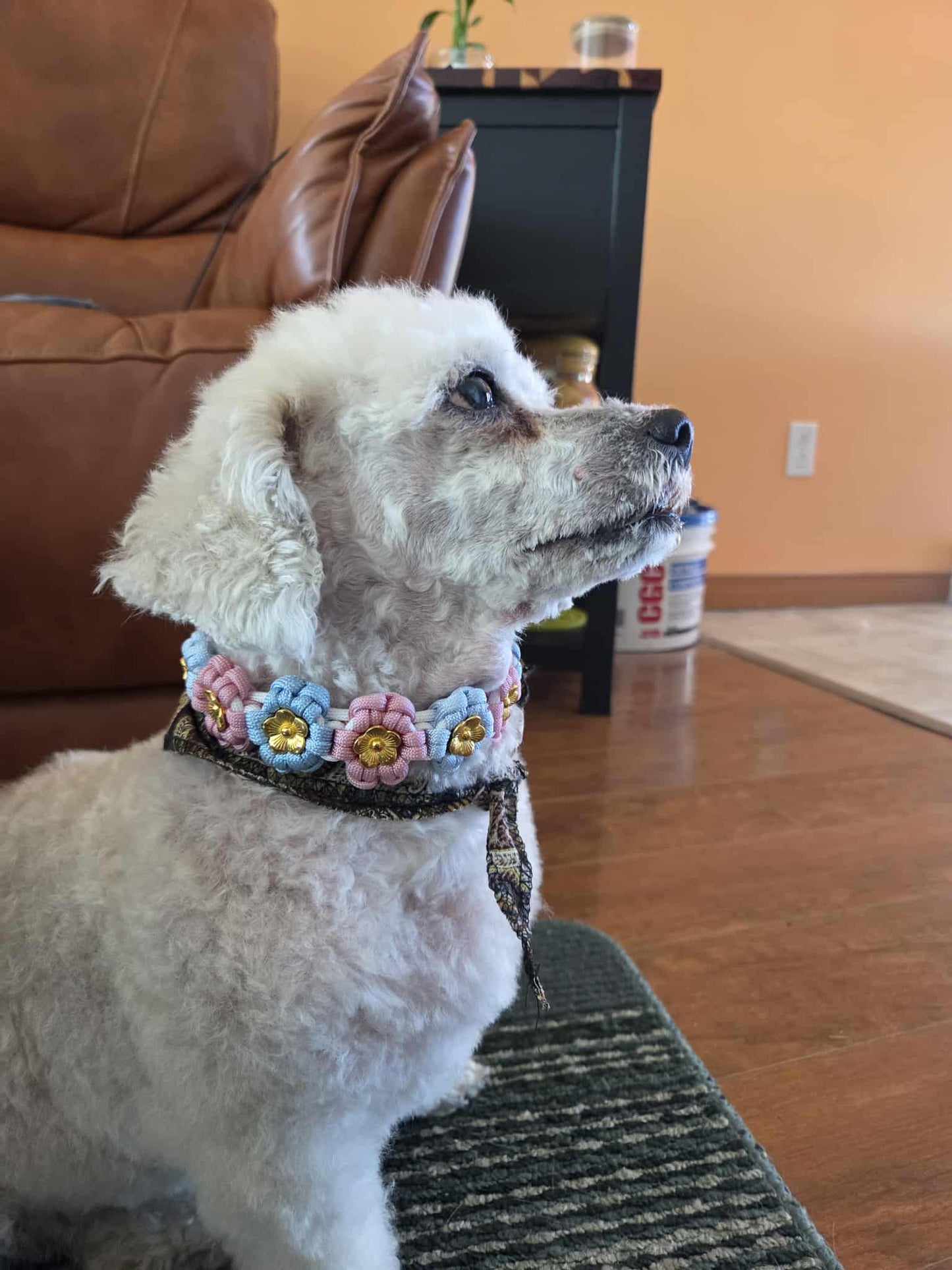 Collier Floral canin
