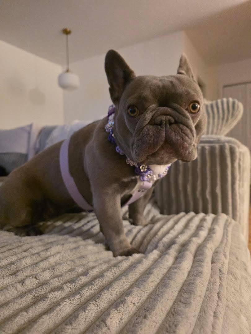 Harnais éveil floral