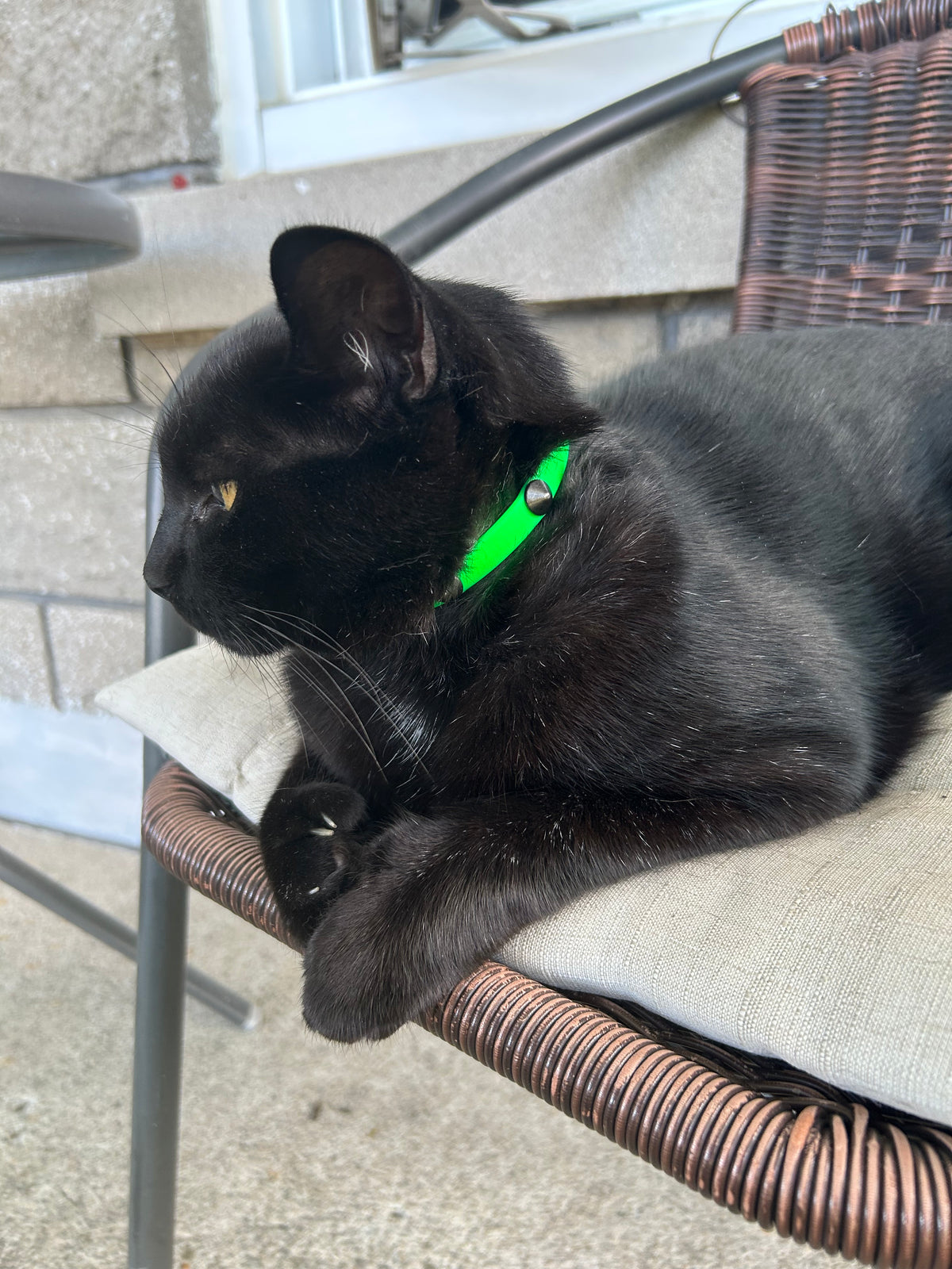 Collier Badass cat