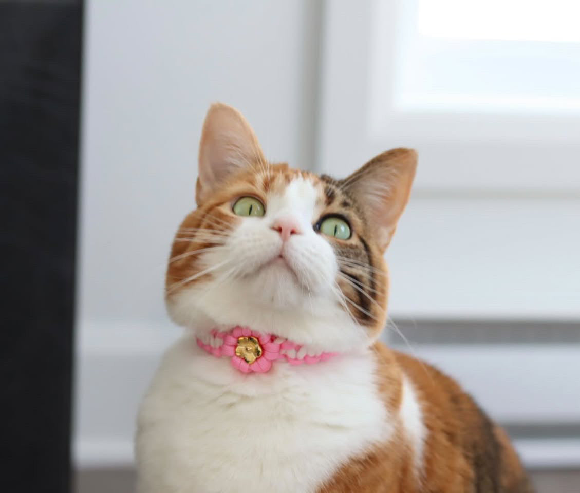 Collier floral kitty