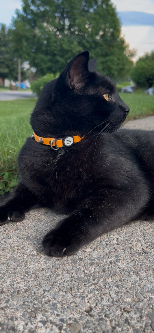 Collier Badass cat
